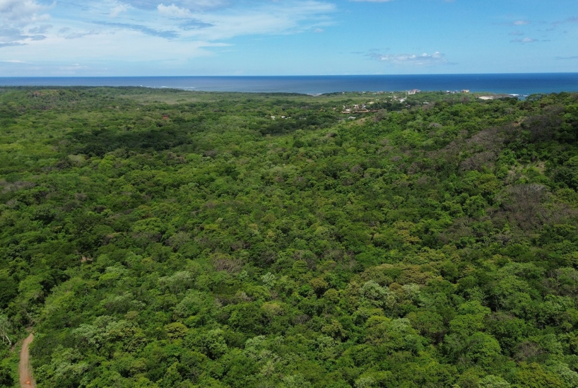 Tamarindo 5 Hectare Lot - 15